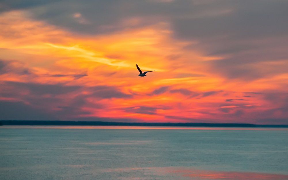 Чайка над Волгой