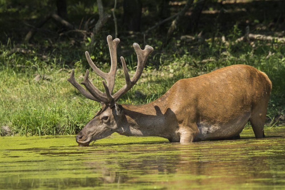 Молодые олени на водопой