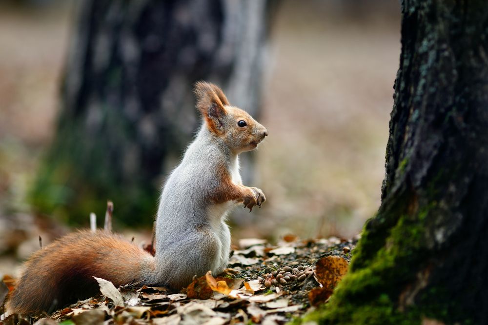 Про бельчат