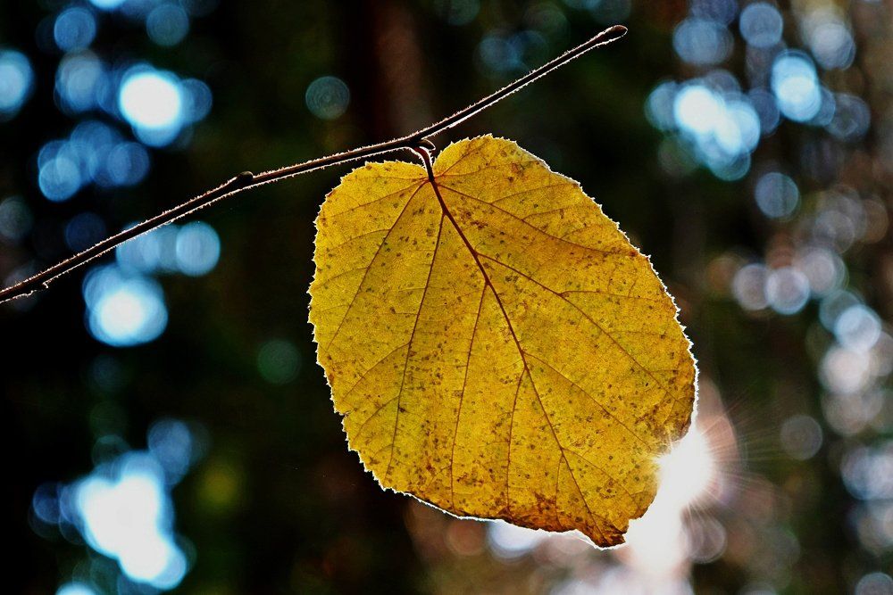 Осенний лист