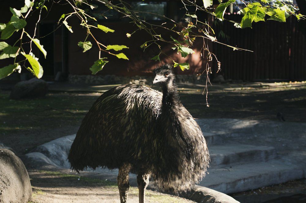 красота и грация