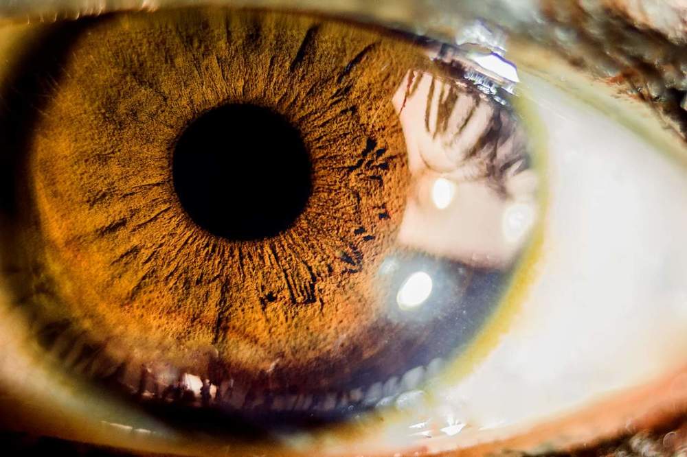Human eye