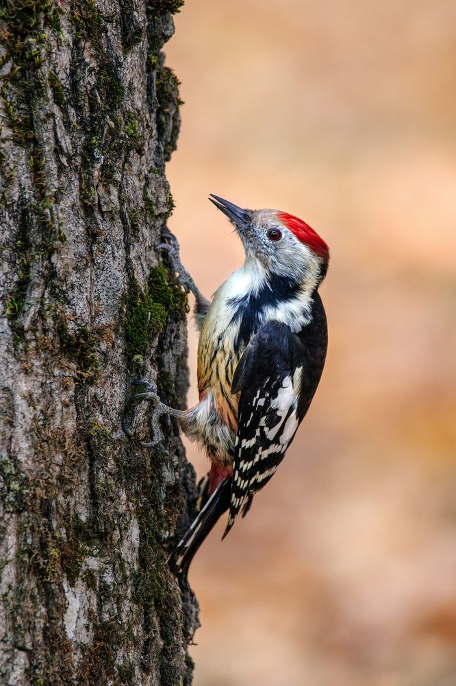 Пёстрый дятел