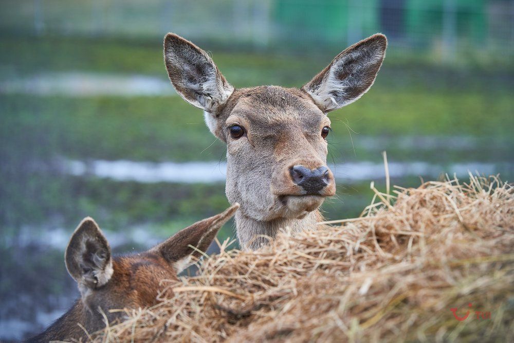 Прекрасная жена Оленя.