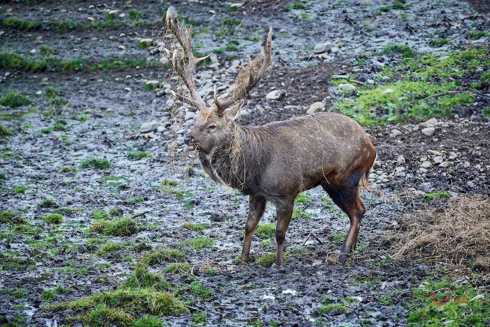 Благородный Олень.