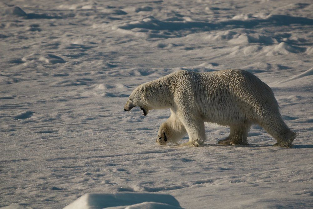 Сердитый Мишка