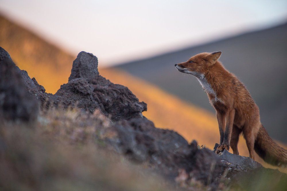 Геометрия Камчатки