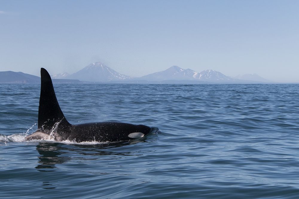 Косатка - хозяйка океана!
