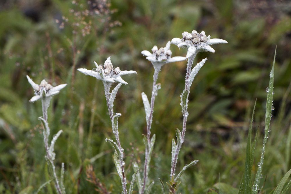 Эдельвейс камчатский