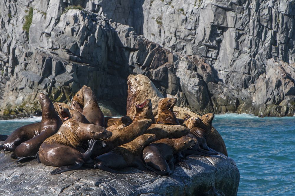Сивучи. Камчатка.