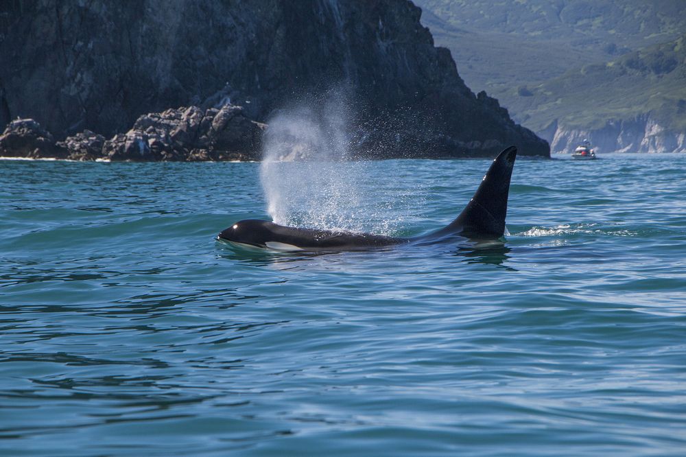 Косатка Авачинского залива