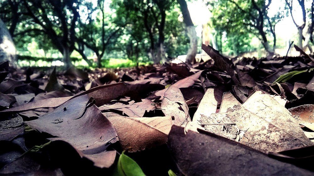 In a nearby park.