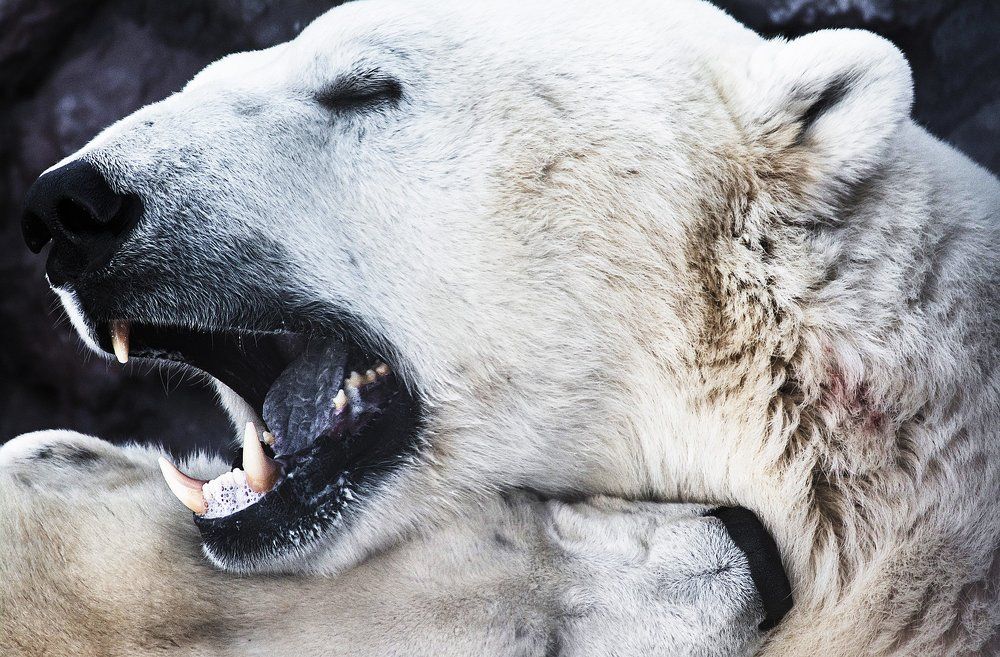 Медвежьи нежности