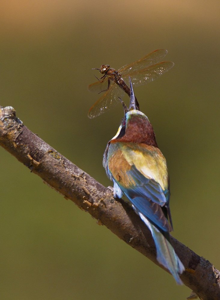 Идет охота на стрекоз.