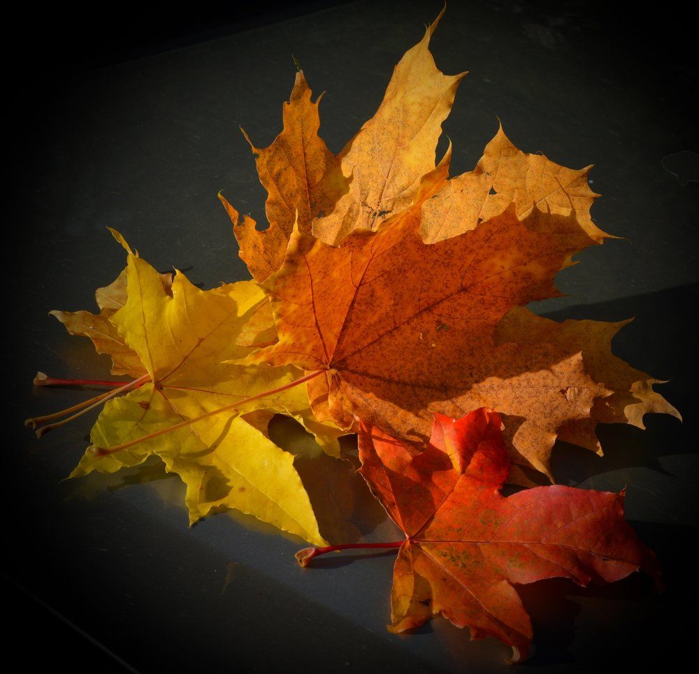 ОСЕННЯЯ ПАЛИТРА