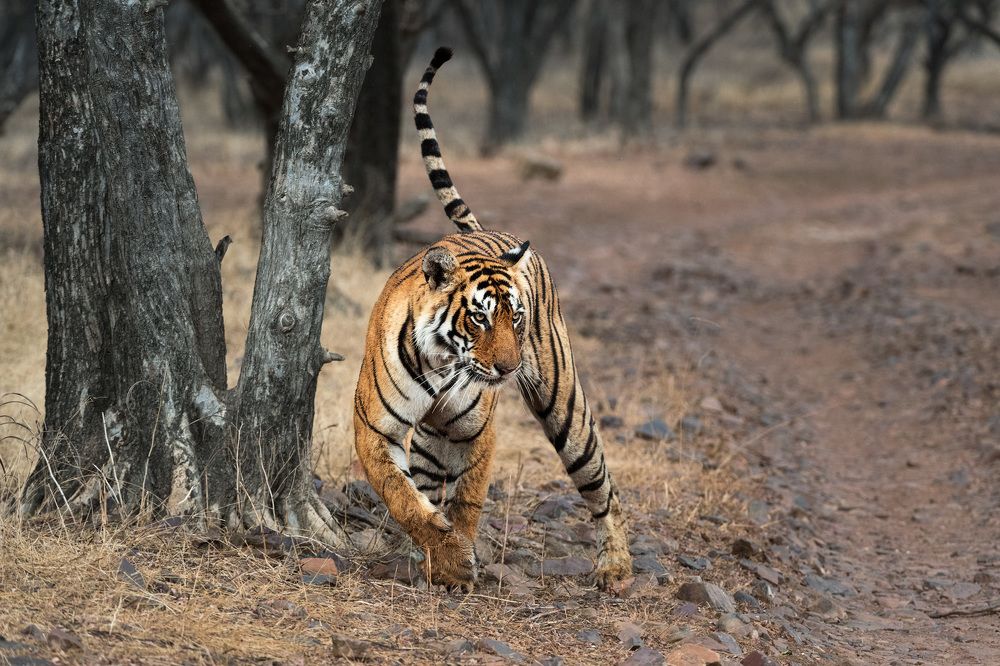И хвост трубой