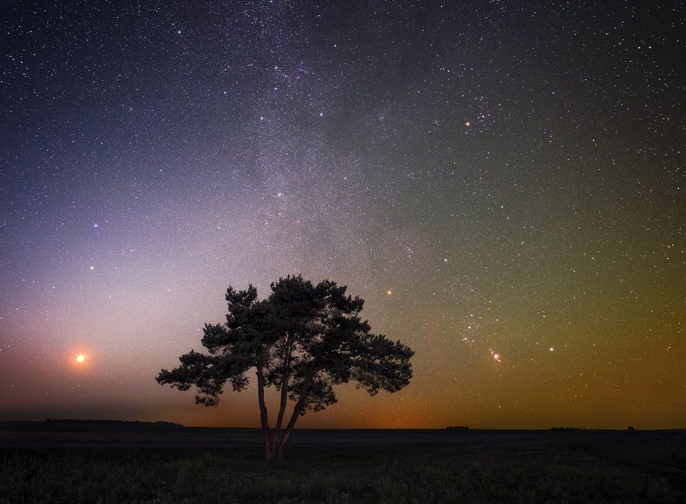 Одинокое дерево