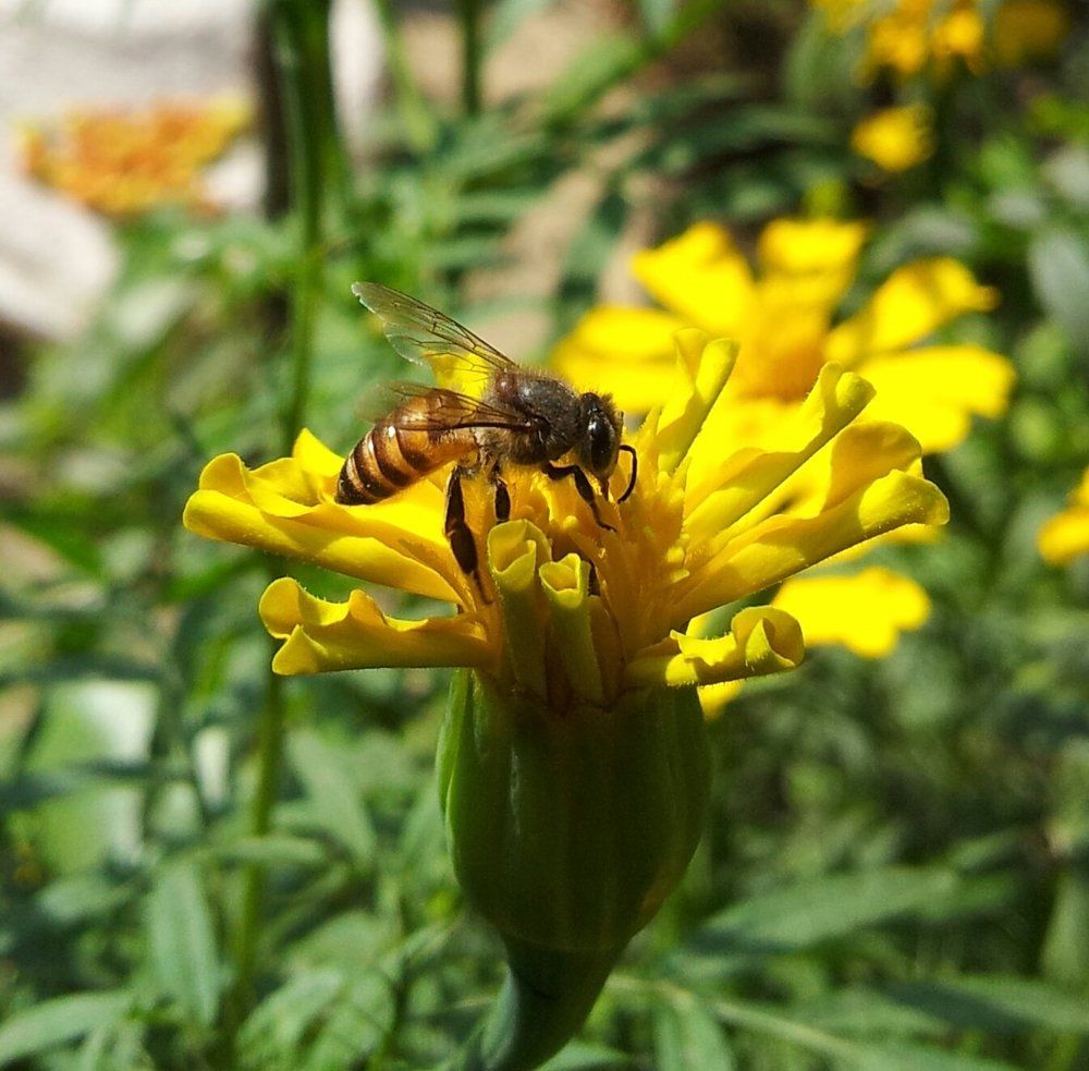 flower
