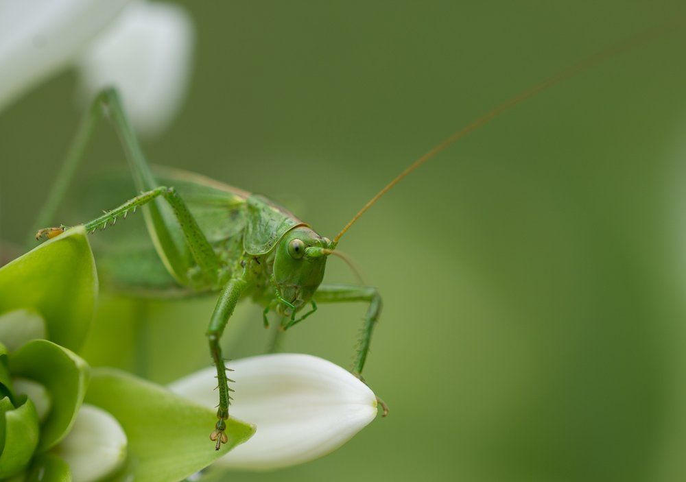 Перед прыжком