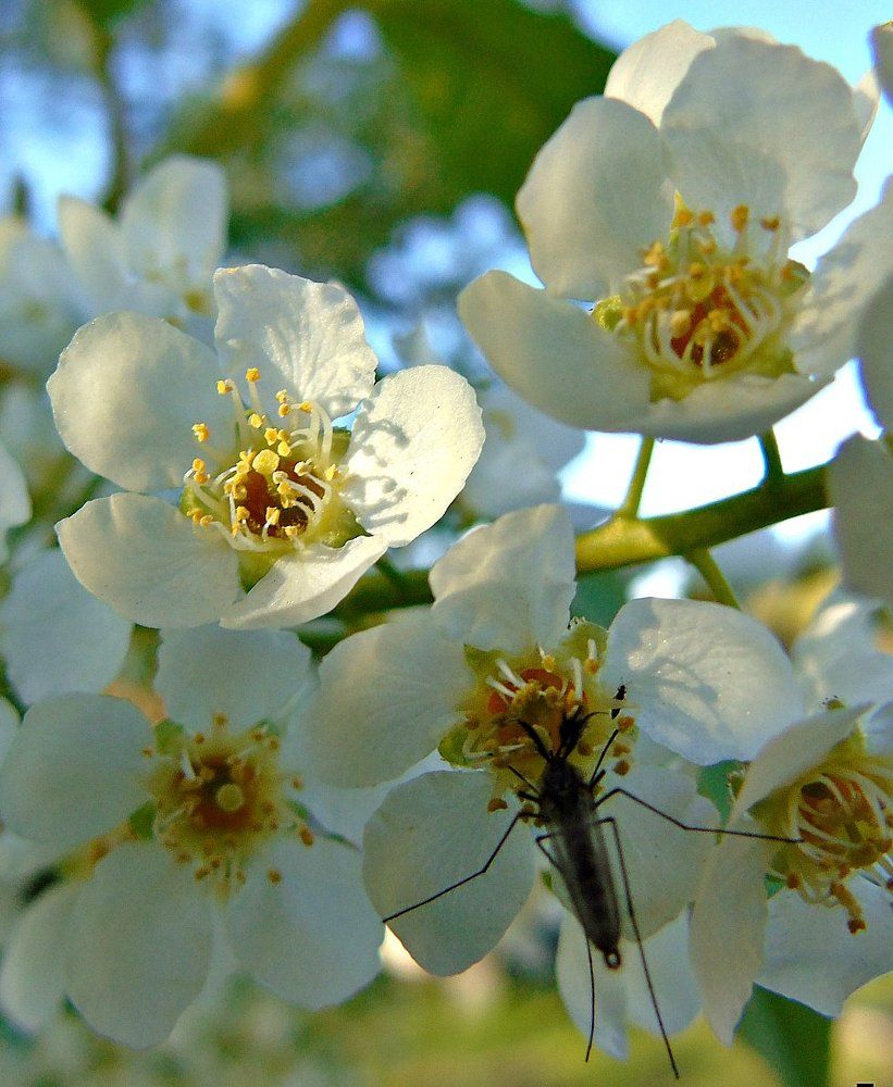 Photograph by Гульшат