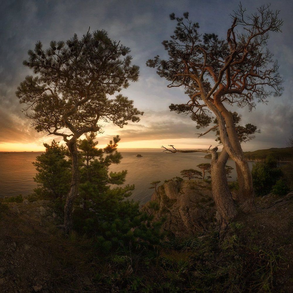 Реликтовые сосны