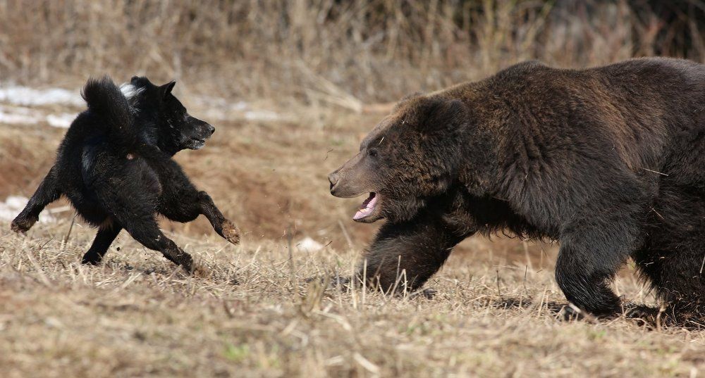Быстрее! Охотник!