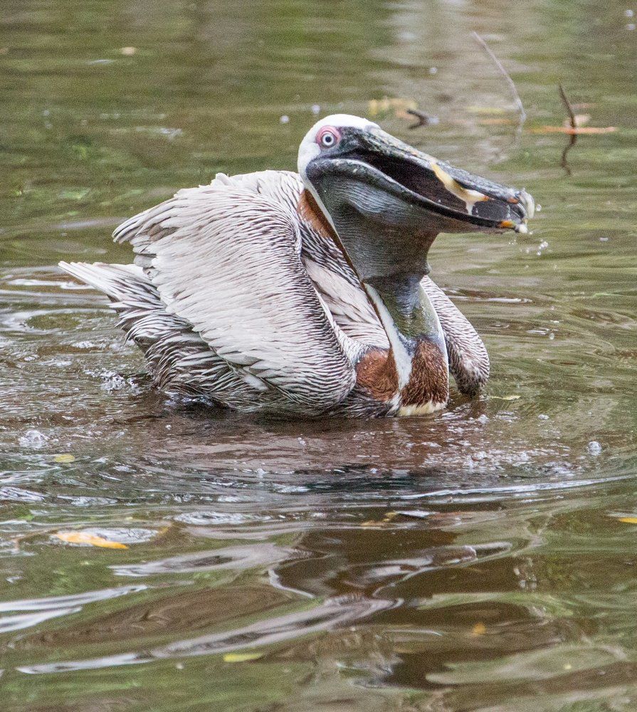 Завтрак пеликана!