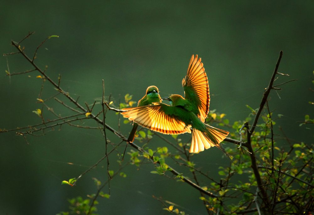 FEEDING TO THE PARTNER