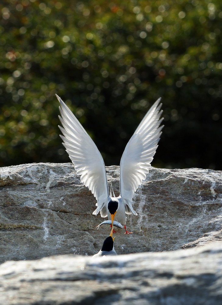 riverturn feeding fish to the partner