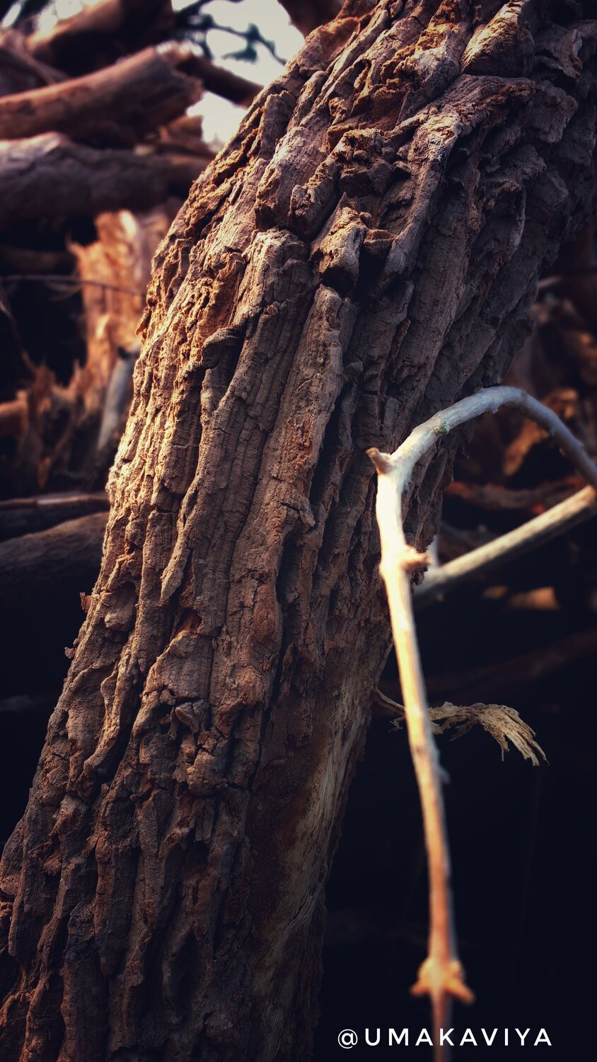 Wood