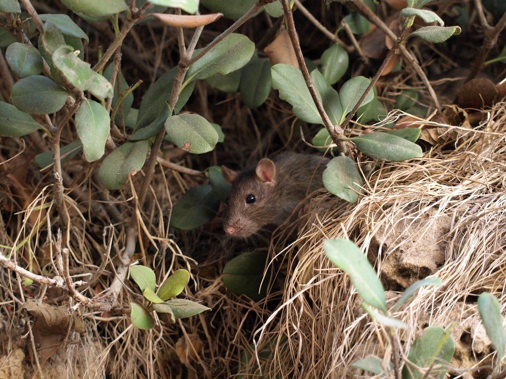 Любопытное создание