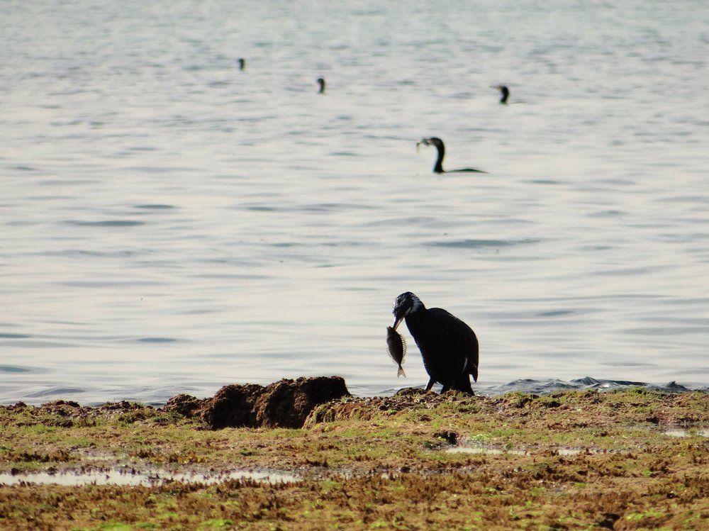 Перелетные птицы