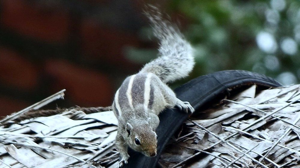 Photo #2004581