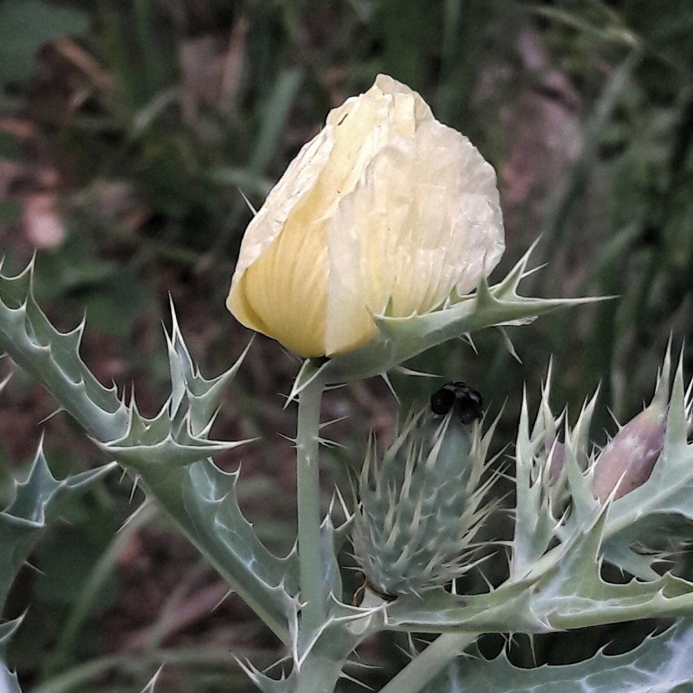 Prickly poppy