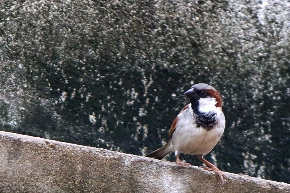 Photo #2004614