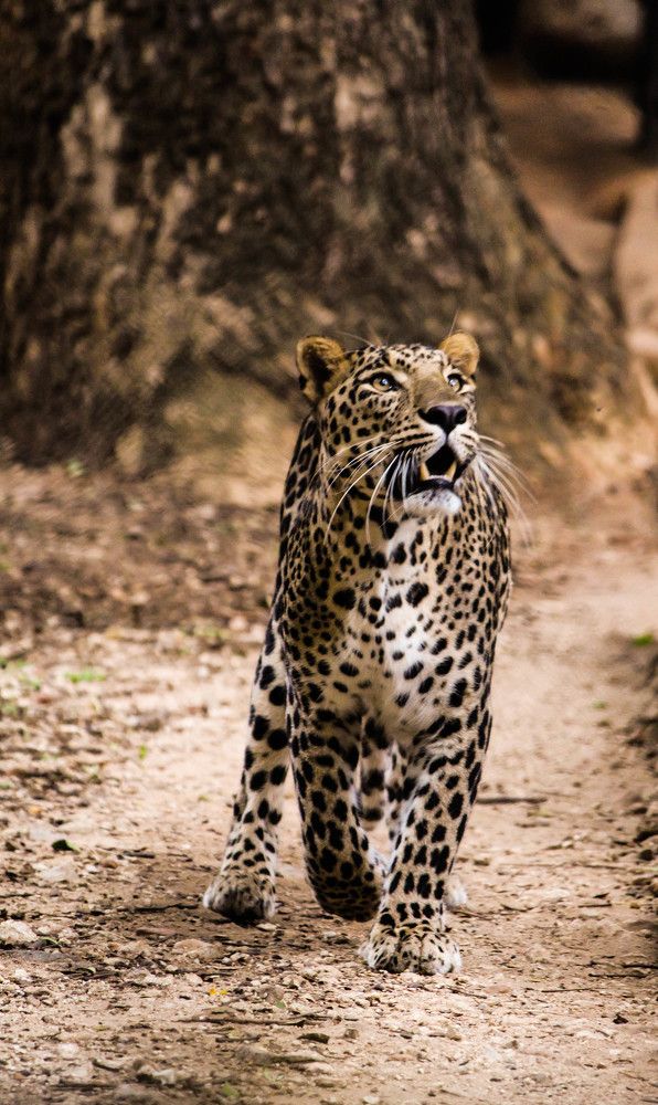 The Great Indian Leopard