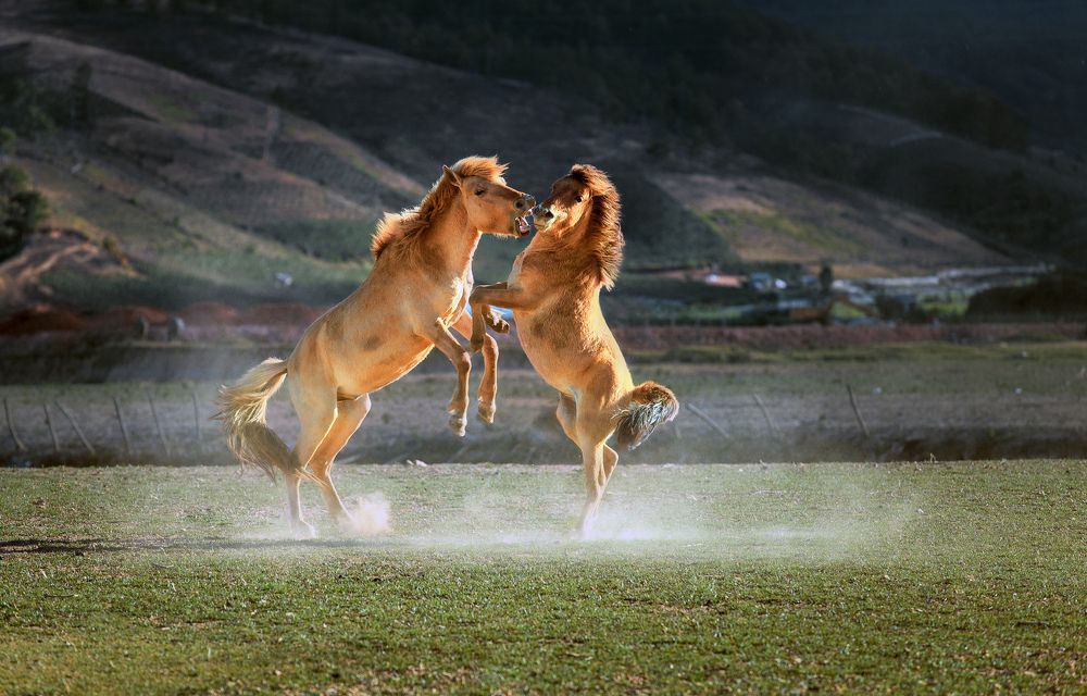 TWO HORSE
