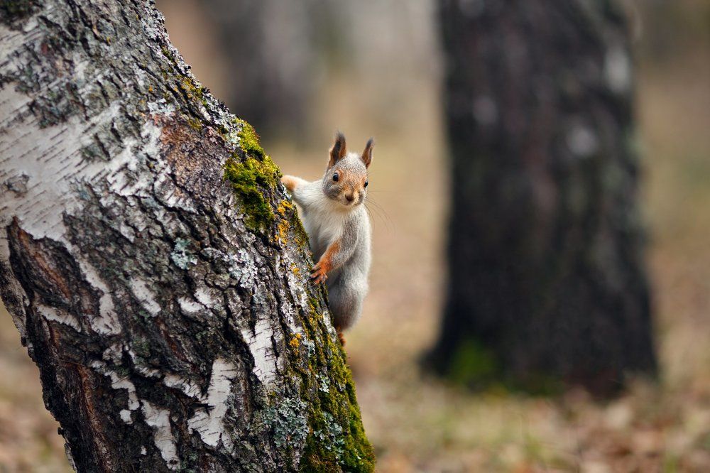 Про бельчат