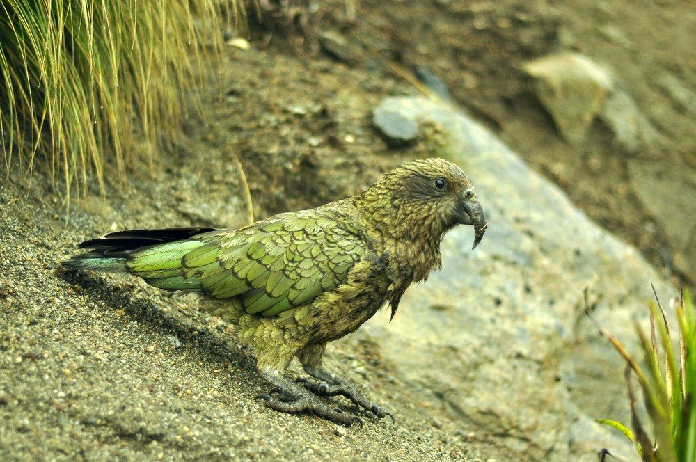 Kea parrot