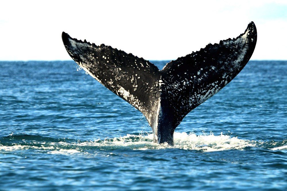 Humpback whale fin