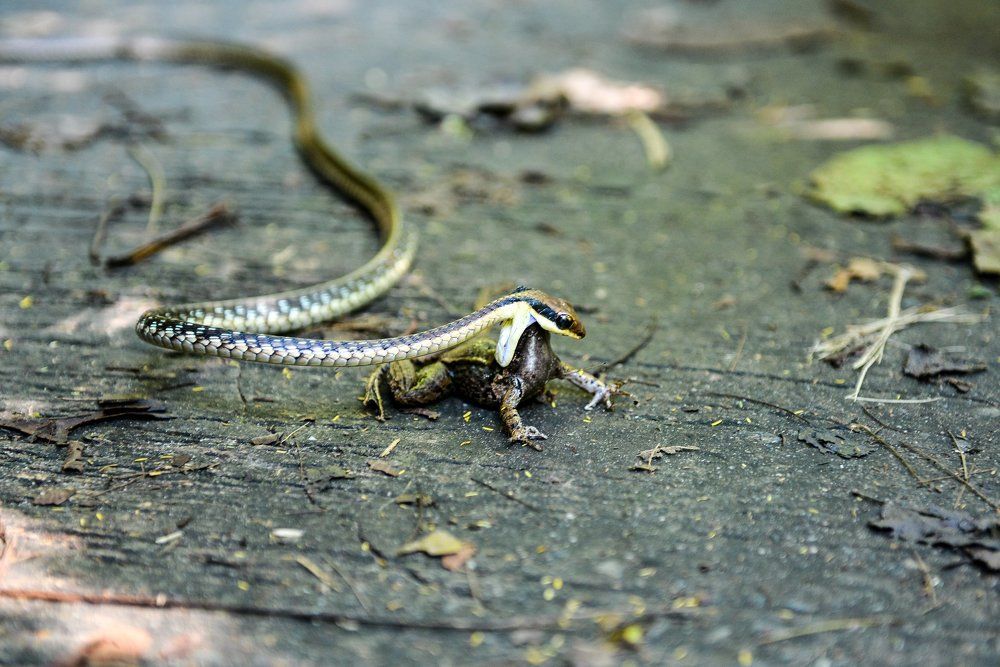 Обед в джунглях