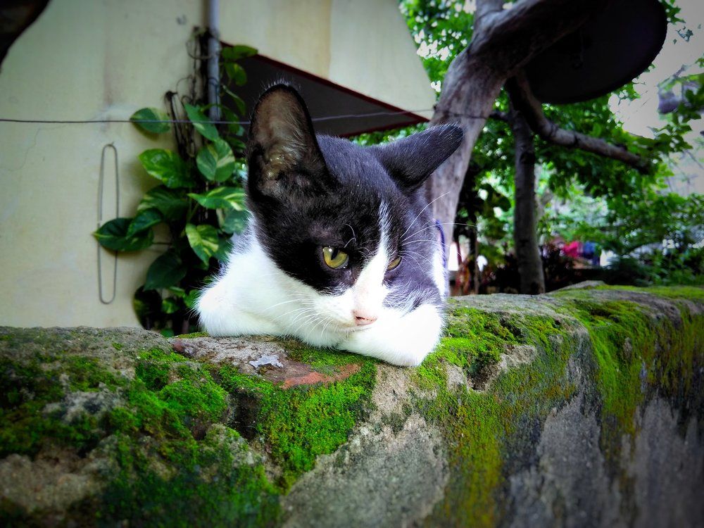 Cute cat _india