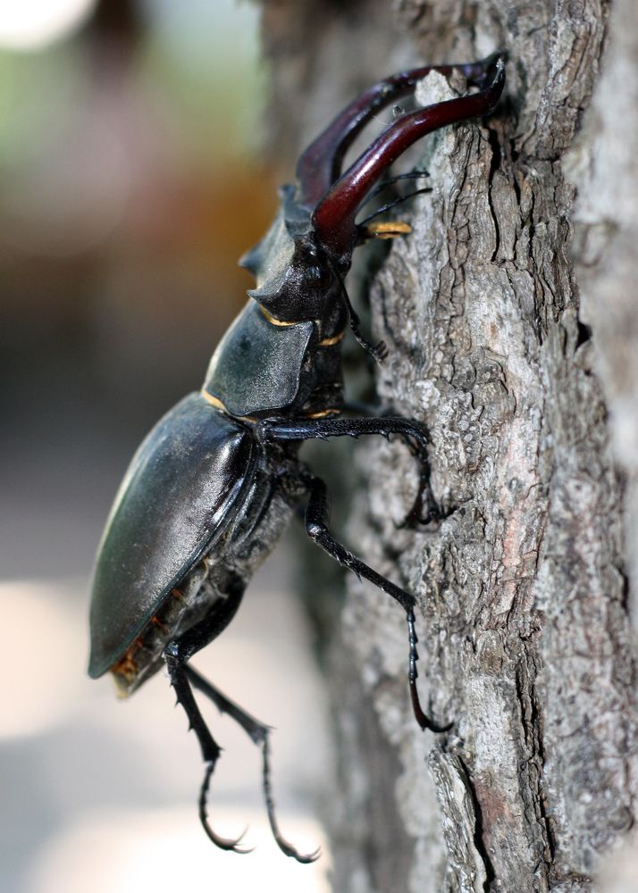 Жук-носорог