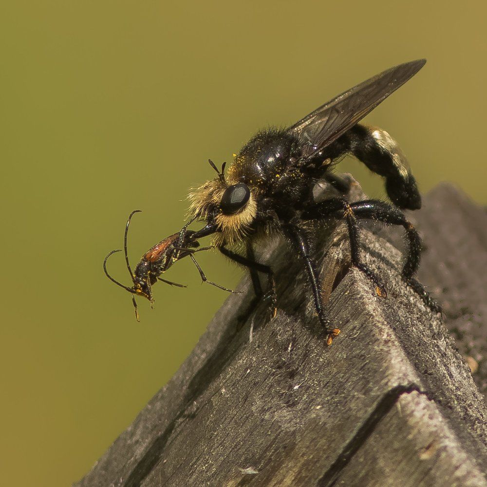 Безжалостный хищник