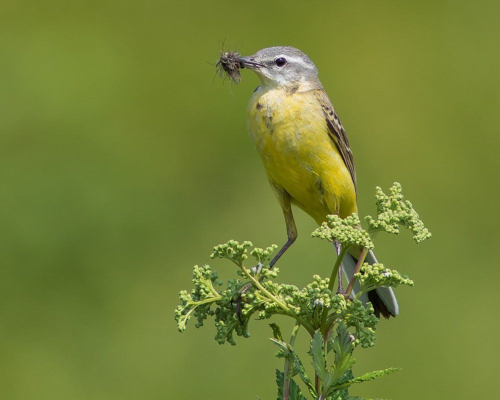 Забот полон рот