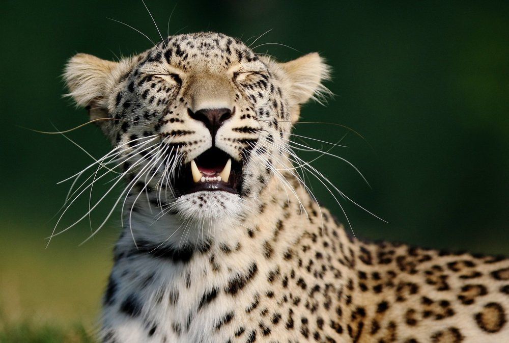 Smiling leopaed