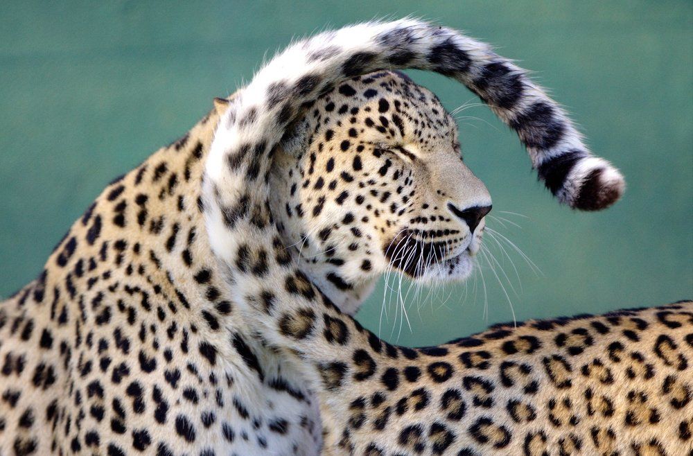 Leopards