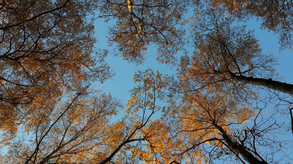 Photo #2005172