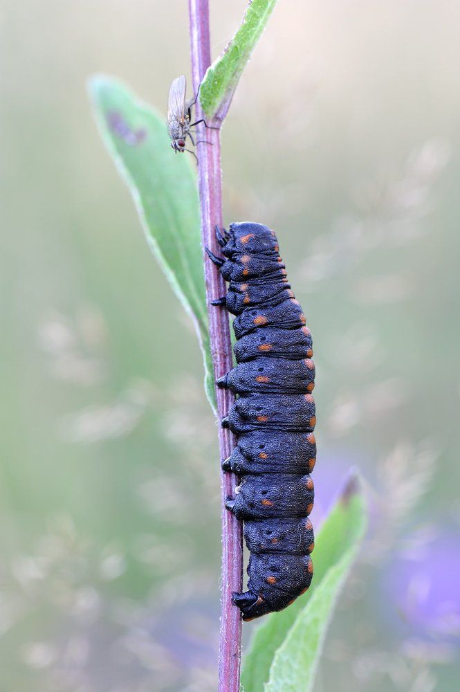 Электропоезд до Ромашкино прибывает на второй путь.