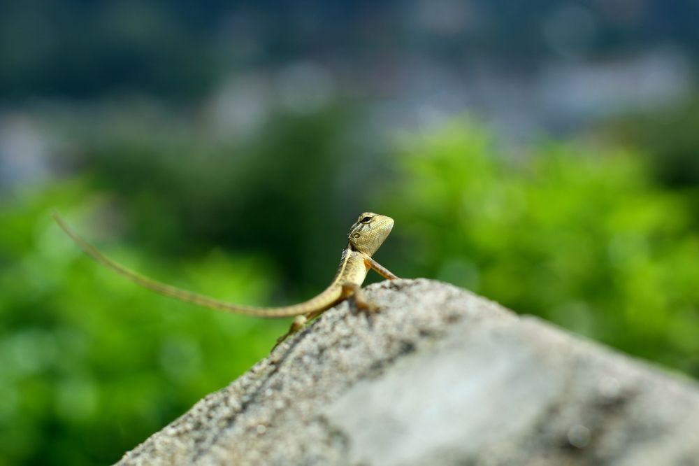 любопытная ящерка